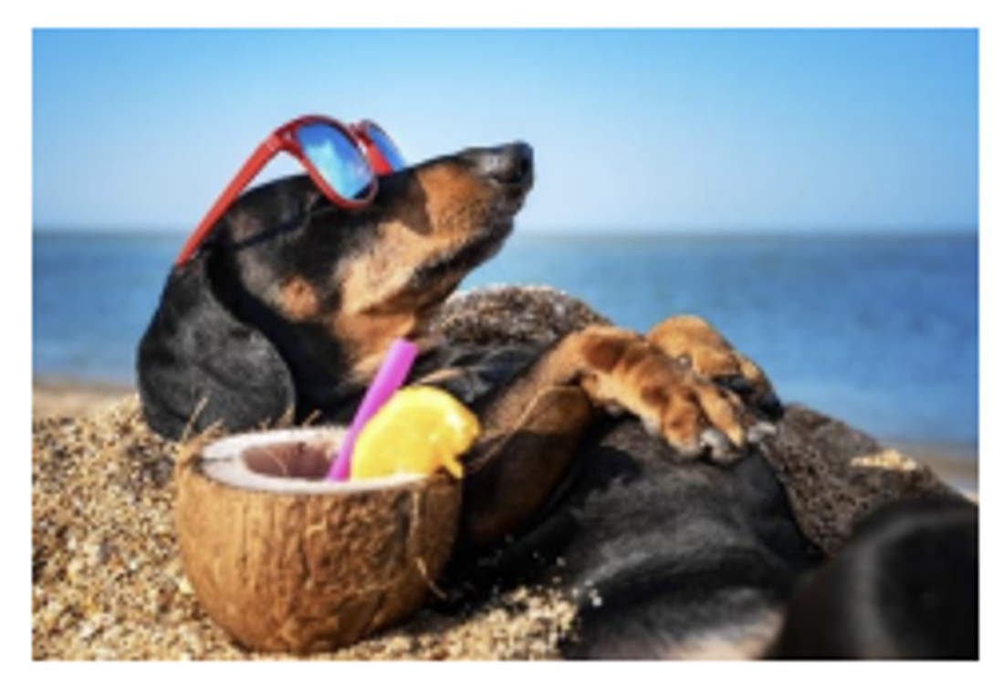 Dog with sunglasses drinking from a coconut